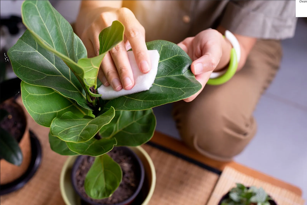 ¿Plagas en tu huerto? Dile adiós con pesticida de ingredientes naturales