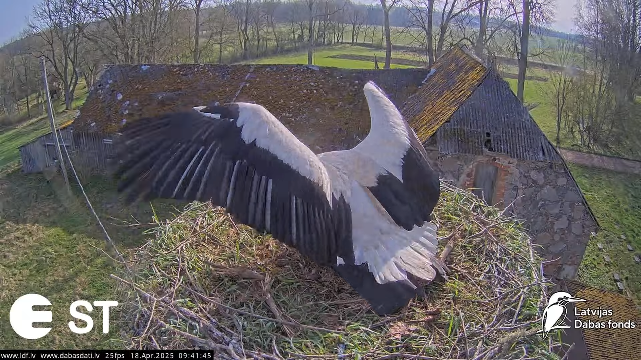 (22) Baltie stārķi (Ciconia ciconia) Tukuma novadā __ White storks in Tukums, Latvia - YouTube - 656
