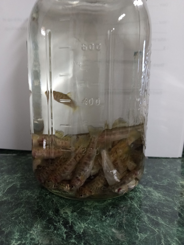 2:16:23 trout in jar