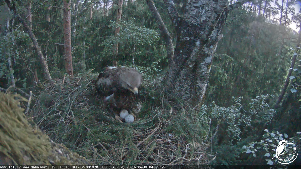 LDF Mazais ērglis (Clanga pomarina), ligzda bērzā 13-5-24 screenshot