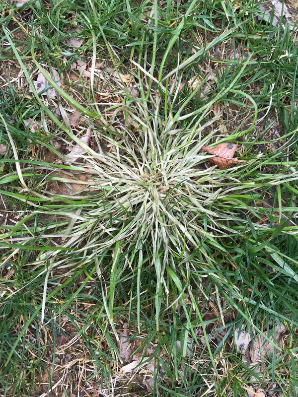IMG 3529 — Postimages