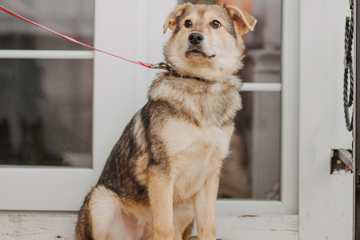 Лея_крыльцо_горизонт