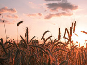 cerchi-nel-grano-in-maremma