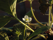 6.7.model strawberries VII