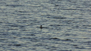 27.2.black ducks look weird from afar II