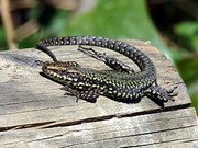 lezard.jpg