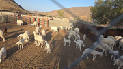 مزارعنا