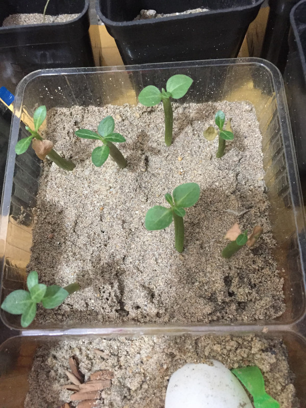 under-watered-adenium-seedlings.jpg
