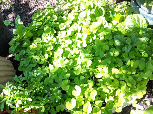 [Image: IMG-20200812-102220.jpg]