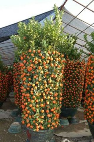 Citrus trimmed