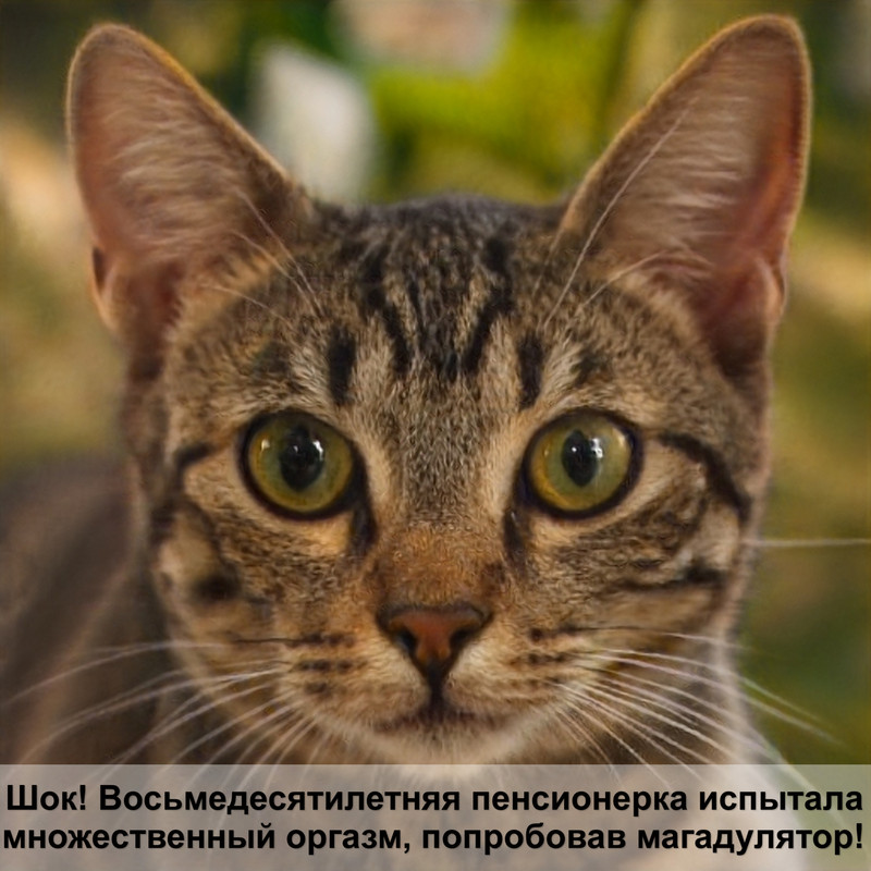 абиссинская кошка окрас соррель