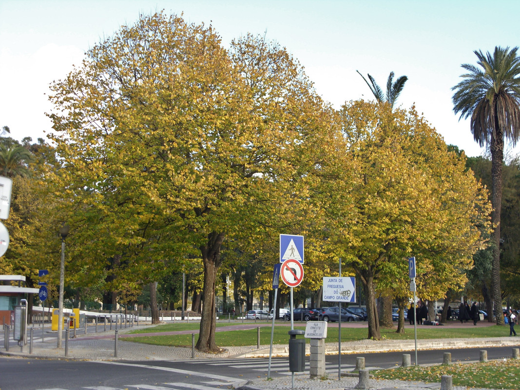 SDC11417.jpg