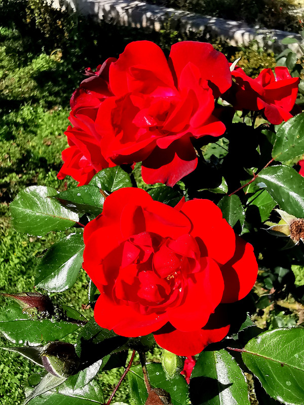 https://i.postimg.cc/zf1TWndn/IMG-20240110-135104-edit-286322863884955.jpg