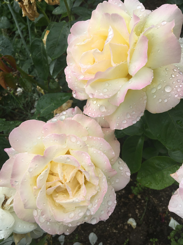 7A402F4D-7606-4909-AE12-18B35B36B08D