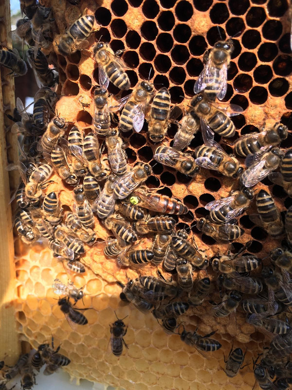 20283E0A-6032-4C03-80B4-496627FDE431