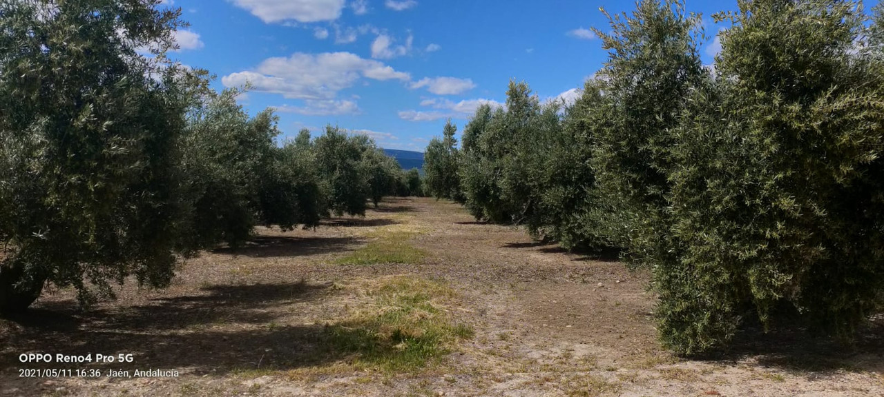 Seguimiento evolutivo finca de secano en Jaén - Página 3 PHOTO-2021-05-11-18-50-44