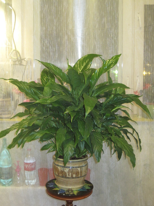 Спатифиллум Шопен 14 ноября 2022 г