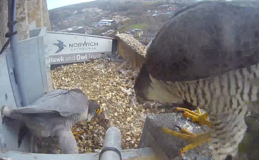 Norwich Peregrines 277349990-10217447160970936-8149473555000767902-n