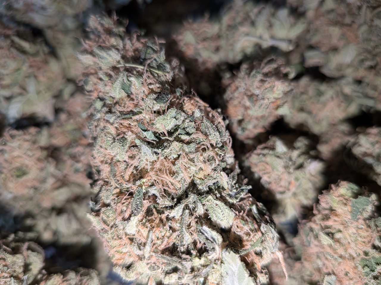 PXL 20260919 155106712 MACRO FOCUS