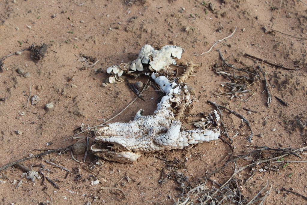 2021 Boys Googs Tk & Off-Track Desert Trip (150)