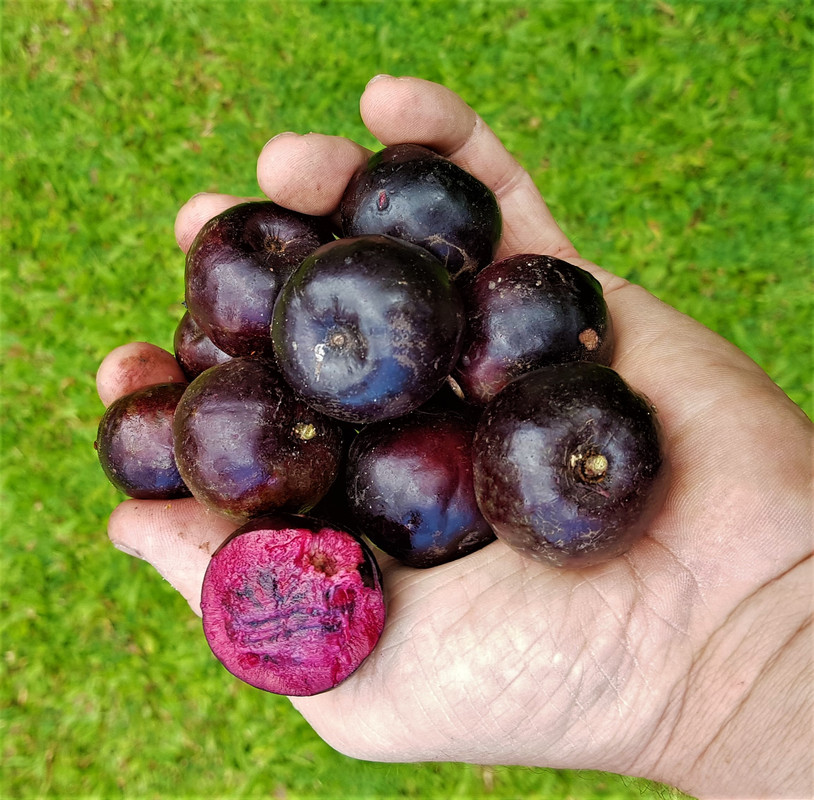 Burdekin plum a
