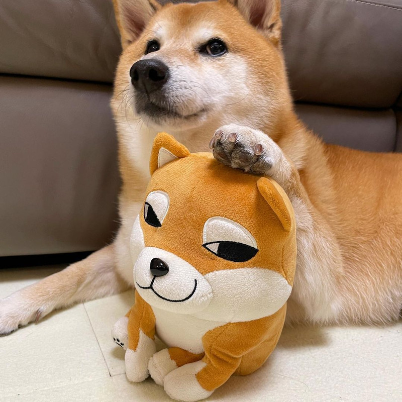 Balltze, el perrito del meme Cheems, celebra sus 11 años