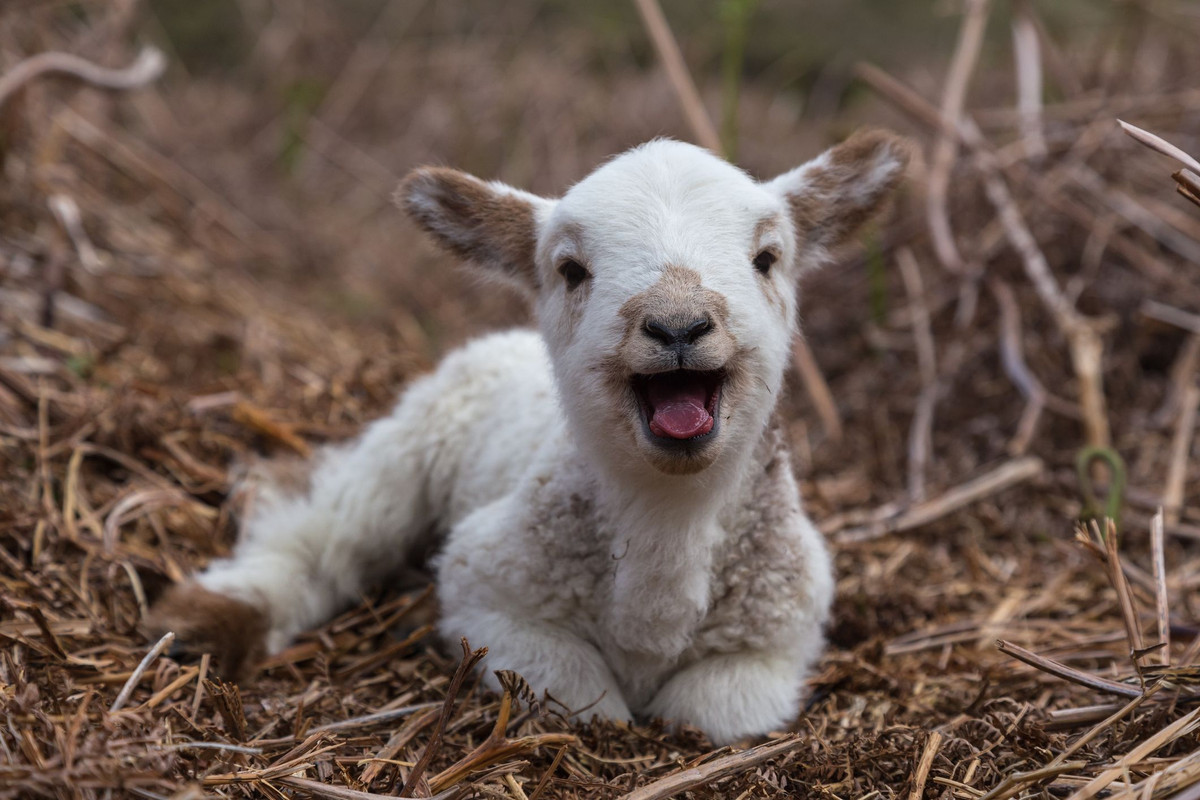 1487249462-happy-lamb-1.jpg