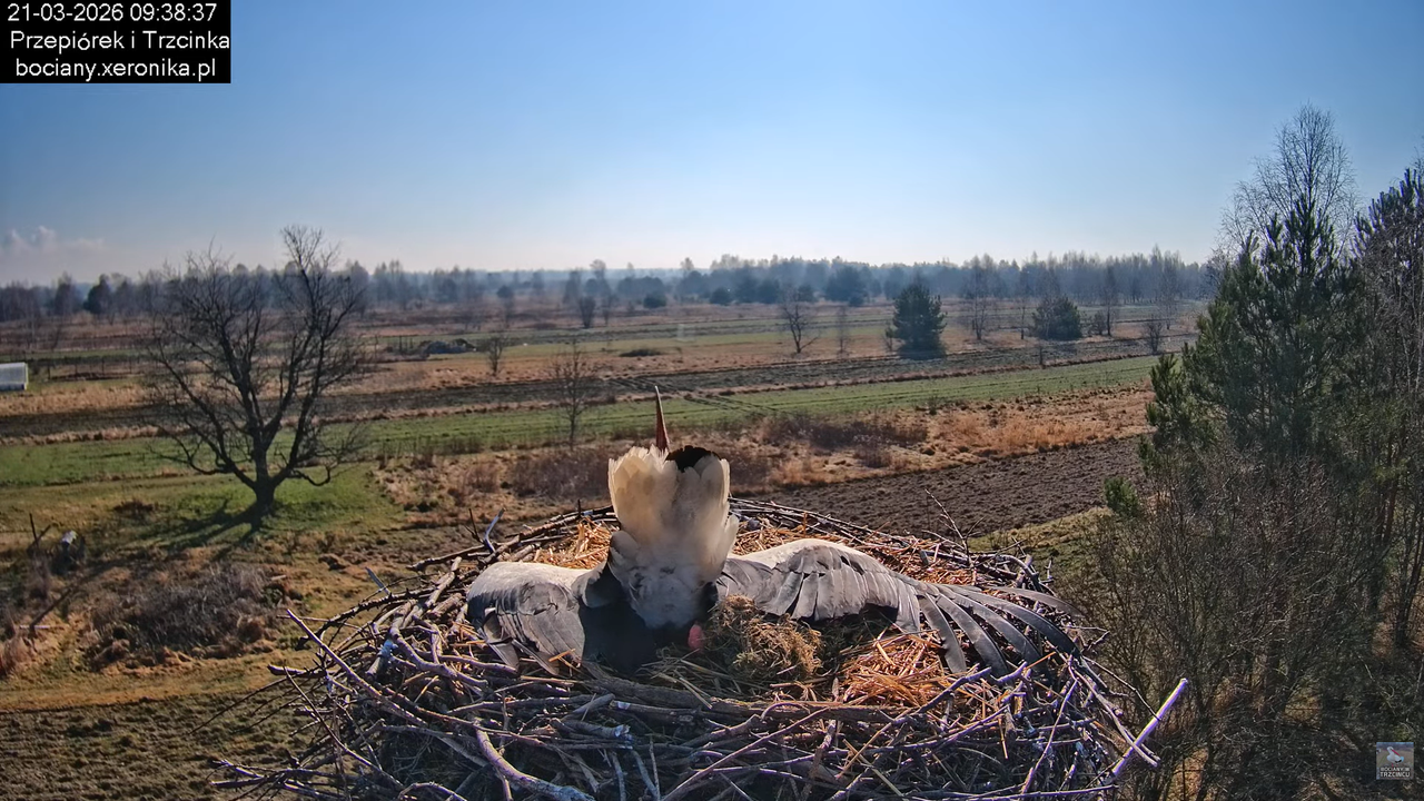 21032026bociany 20