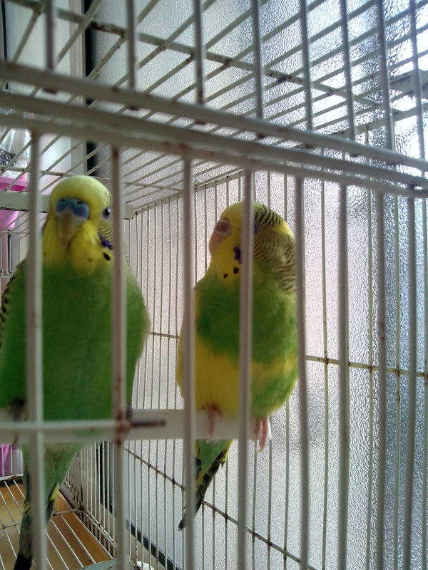صورة