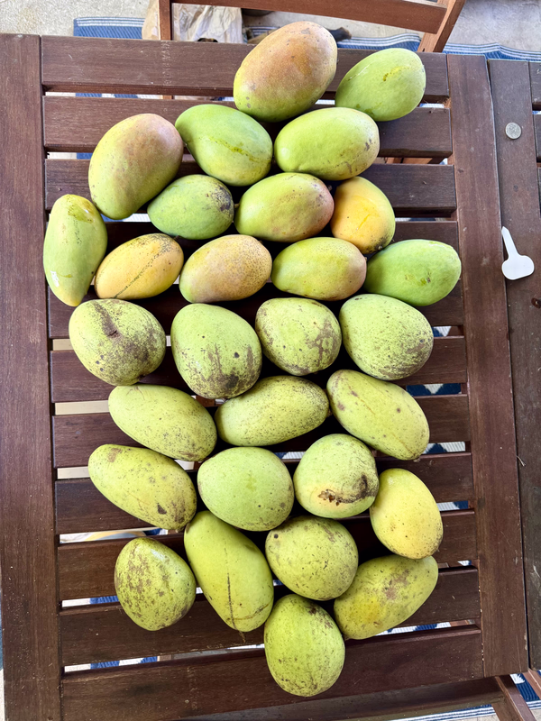Mango Haul 4 25 26