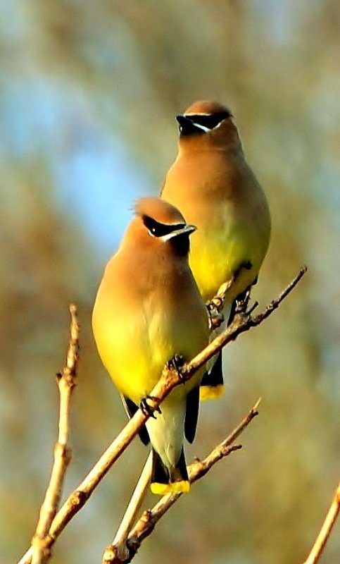 yellow-bird-pair.jpg