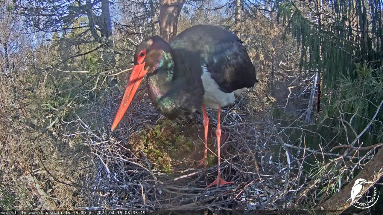 Melnais stārķis (Ciconia nigra) Siguldas novadā - LDF tiešraide 11-43-29 screenshot