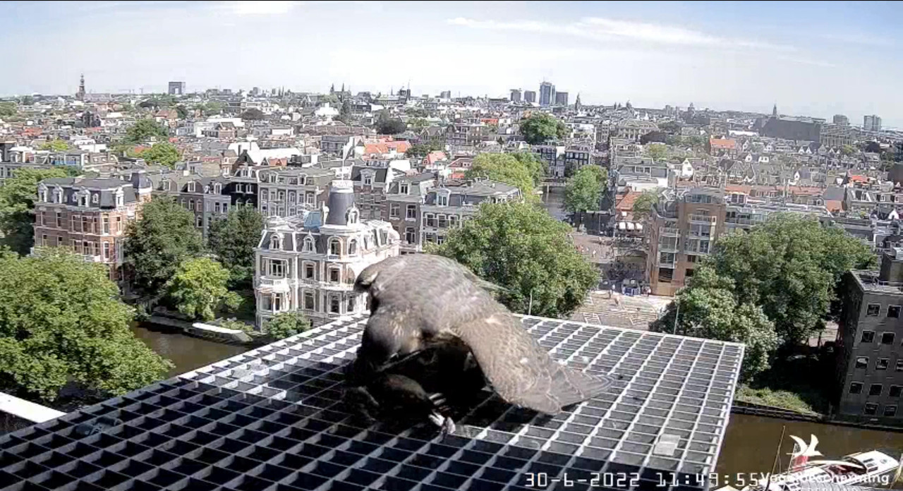 Amsterdam/Rijksmuseum screenshots © Beleef de Lente/Vogelbescherming Nederland - Pagina 35 Video-2022-06-30-115338-Moment-4