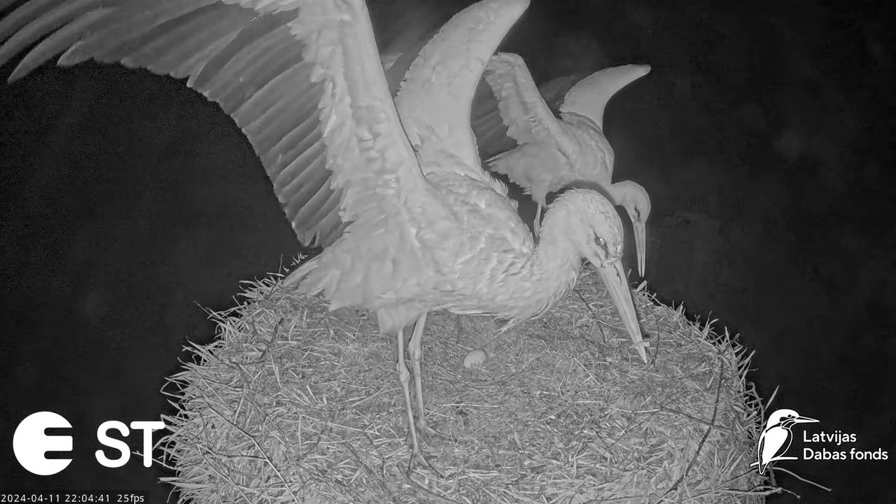 Baltie stārķi (Ciconia ciconia) Tukuma novadā - LDF tiešraide __ White storks in Tukums, Latvia 14-2