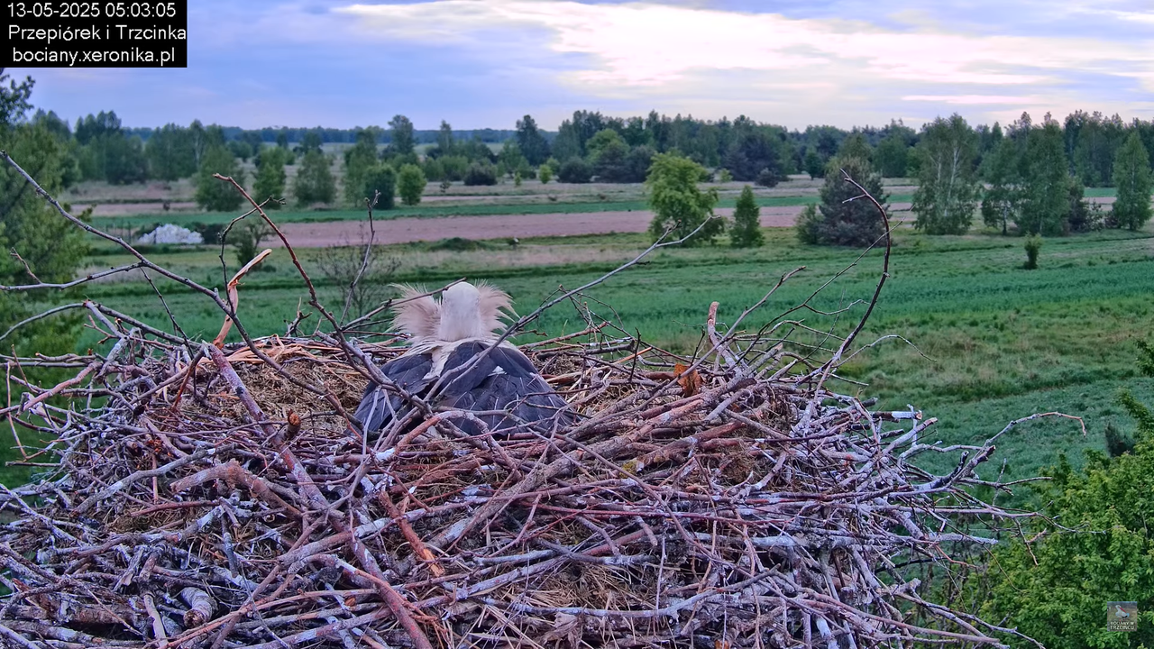 13052025bociany1