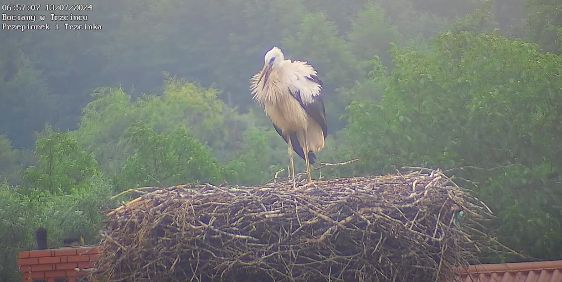 naszbocianektakisliczny