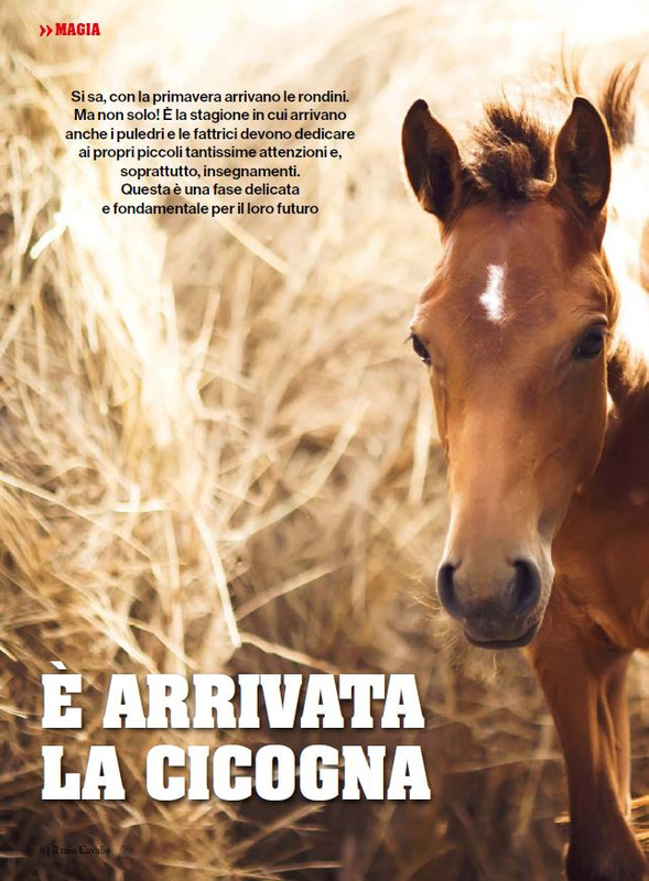 Il Mio Cav (Mag-Giu 2024) 1