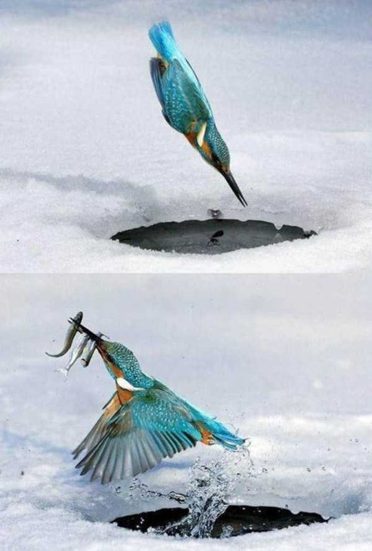 fisher-king