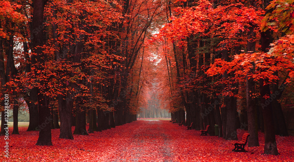 red-woods-autumns.jpg