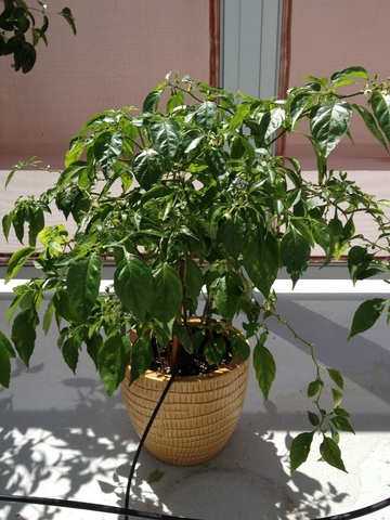 Our Garden 012