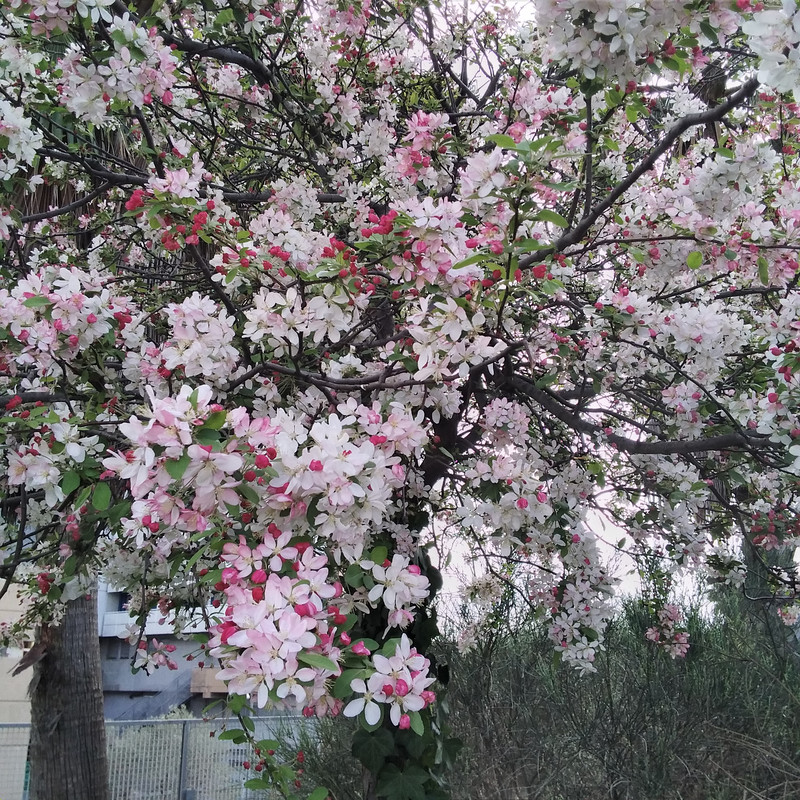 La mia vita. Римские записки, дневник онлайн