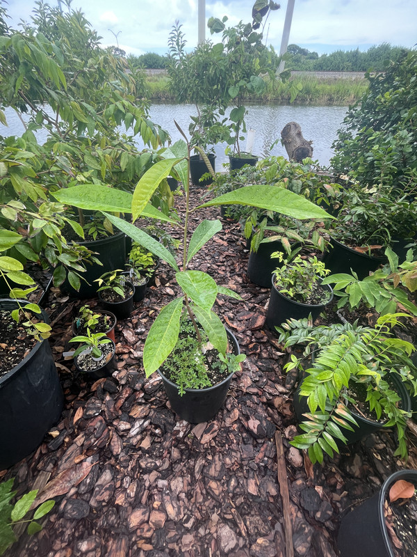 1EB77709-E15D-414F-B842-14AE3120B2D9