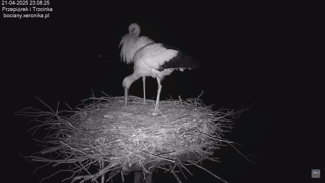 21042025bociany_4