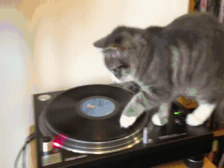 Vinyl-loving-cat.gif