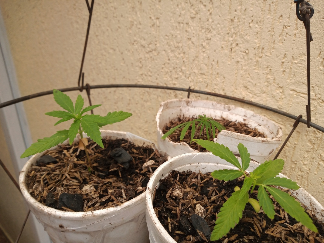 IMG_20200810_154549321