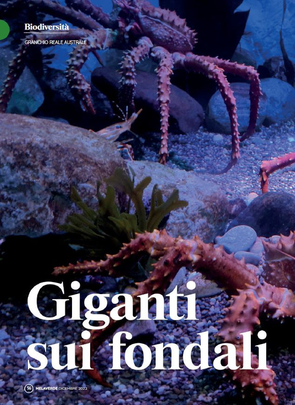 melaverde Dic 2022 (3)