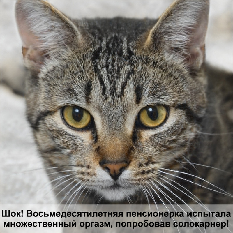 средство от ушных клещей для кошек