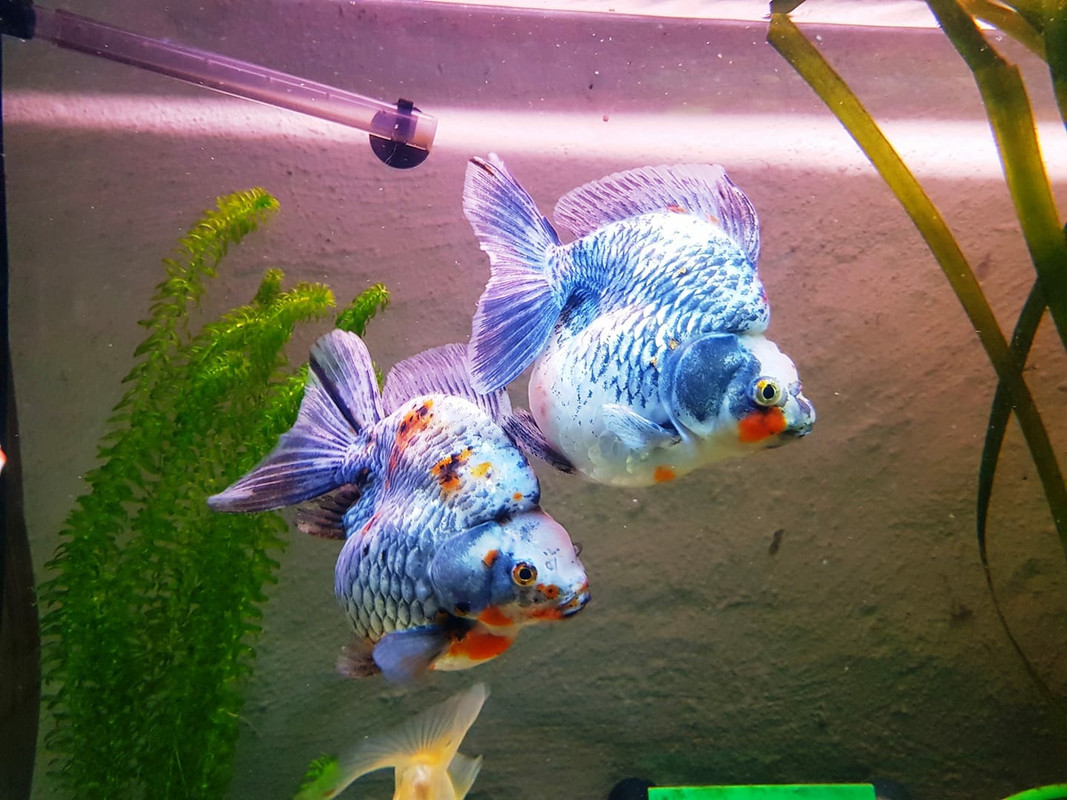 158451C4-AA20-4AED-A978-C067AA043123