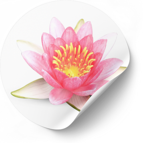 Lotus décoratif