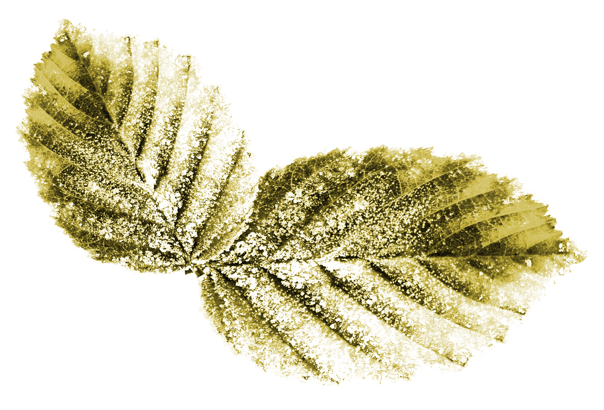 Maguette_NothingFades_el (56)